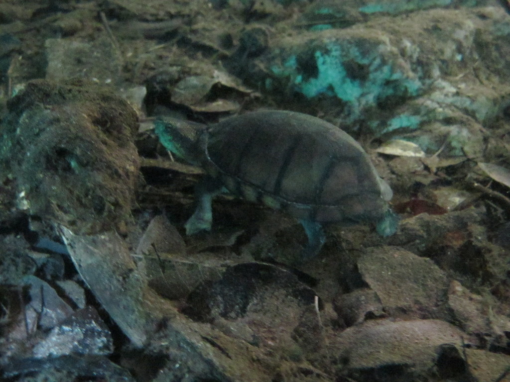シロクチドロガメ
