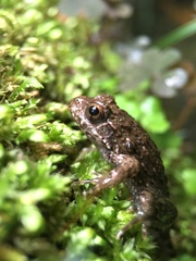 Glandirana rugosa