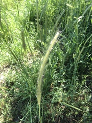 Hordeum bulbosum