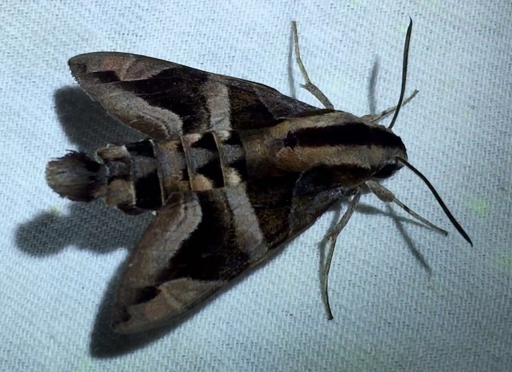 Macroglossum mitchellii