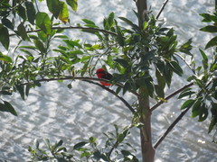 Pyrocephalus rubinus