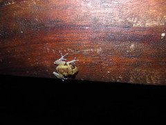 Pristimantis parvillus