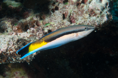 Bluestreak Cleaner Wrasse