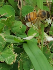 Apis mellifera