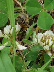 Apis mellifera