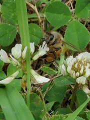 Apis mellifera