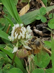 Apis mellifera