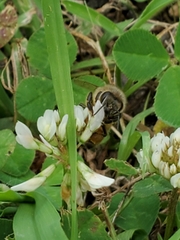 Apis mellifera