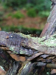 Chaenotheca gracilenta