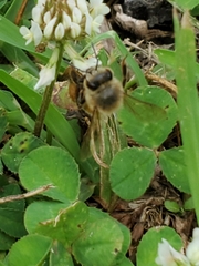Apis mellifera