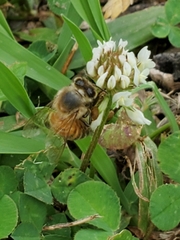 Apis mellifera