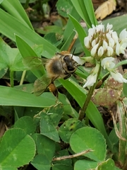 Apis mellifera