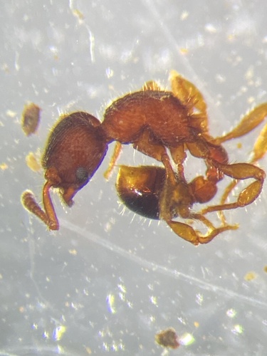 Hylomyrma dentilobaHylomyrma dentiloba