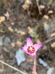 Clarkia franciscana