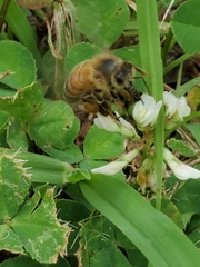 Apis mellifera