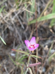Clarkia franciscana