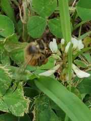 Apis mellifera