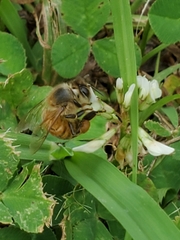 Apis mellifera
