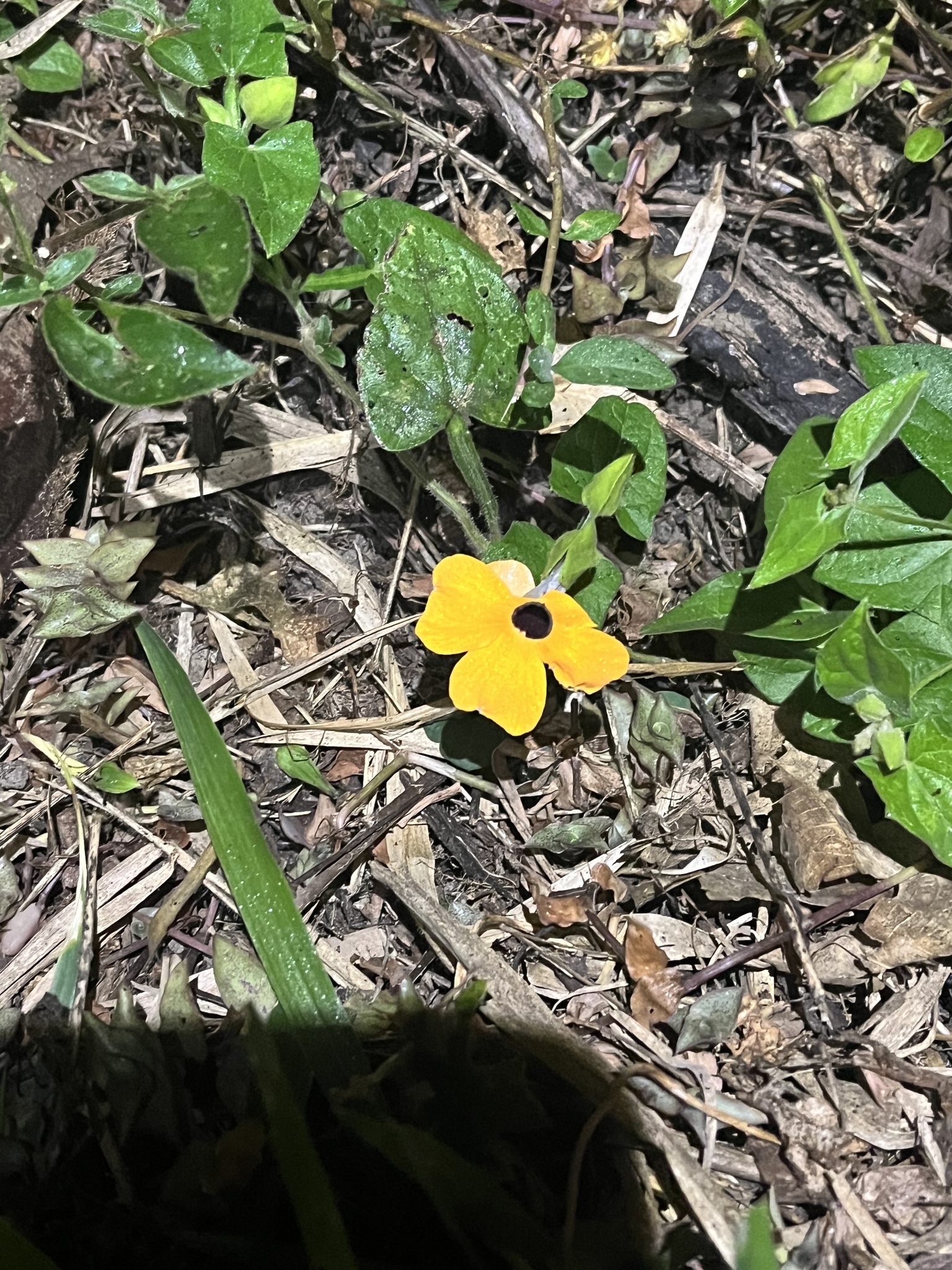 Thunbergia alata
