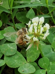 Apis mellifera