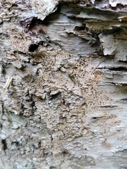 Pseudoschismatomma rufescens