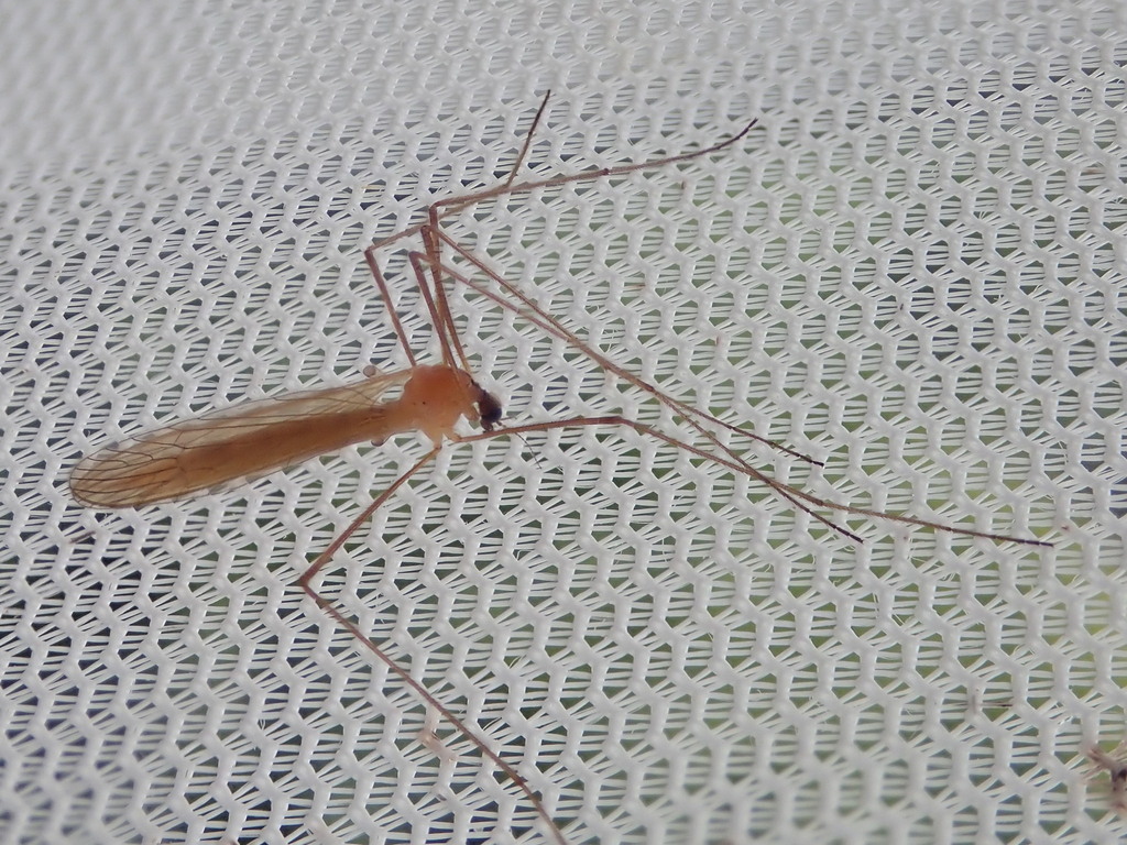 Euphylidorea aperta
