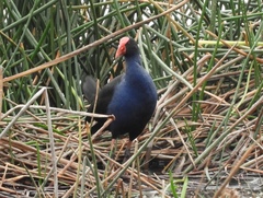 Porphyrio melanotus