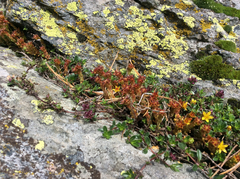 Sedum alpestre