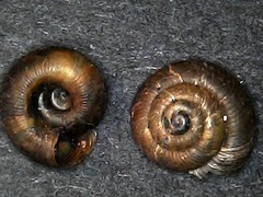Discus whitneyi