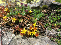 Sedum alpestre