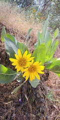 Wyethia helenioides