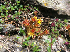Sedum alpestre