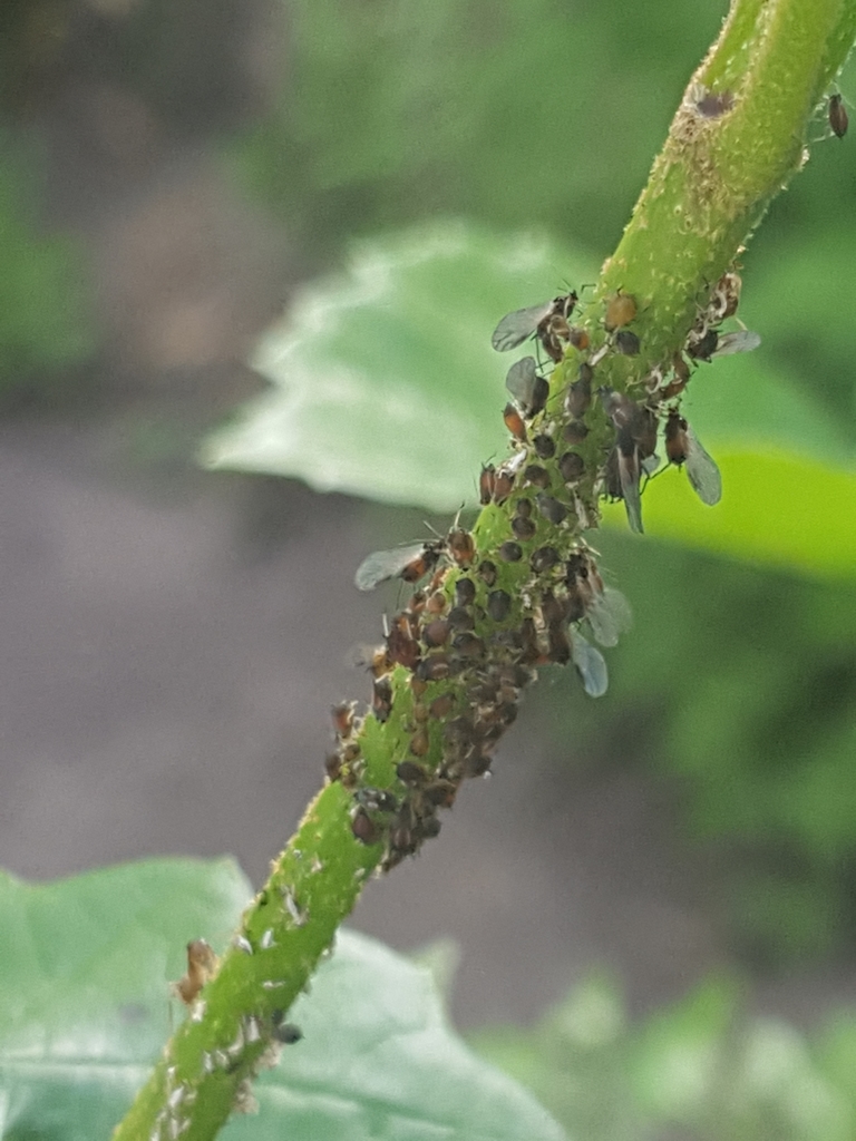 American Viburnum Aphid