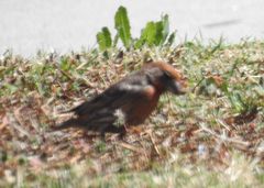 Haemorhous mexicanus