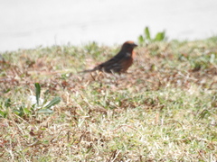 Haemorhous mexicanus