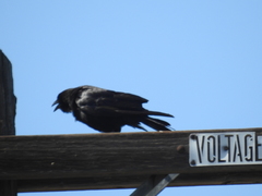 Corvus brachyrhynchos