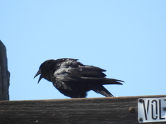 Corvus brachyrhynchos