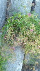 Centranthus