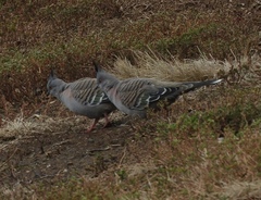 Ocyphaps lophotes