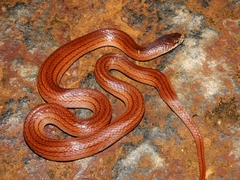 Striped Brook Snake photo 1