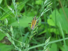 Leptopterna dolabrata