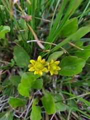 Halerpestes cymbalaria