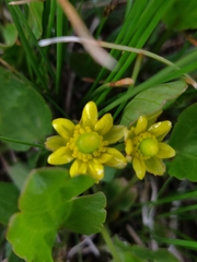 Halerpestes cymbalaria