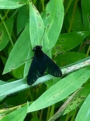 Tabanomorpha