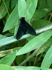 Tabanomorpha