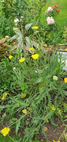 Achillea filipendulina