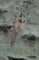 Araneus nordmanni