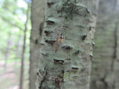 Araneus nordmanni