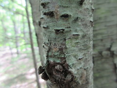 Araneus nordmanni
