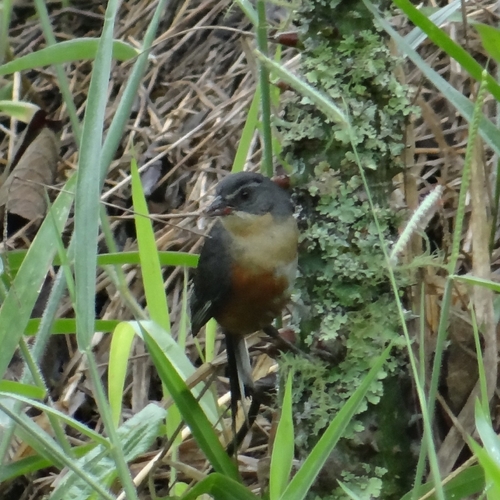 Buff-throated Warbling Finch (Microspingus lateralis)